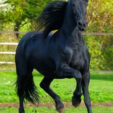 Оригинал схемы вышивки «черная лошадь» (№744522)