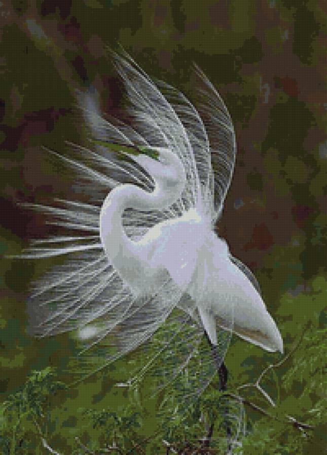 Большая белая цапля - птицы - предпросмотр
