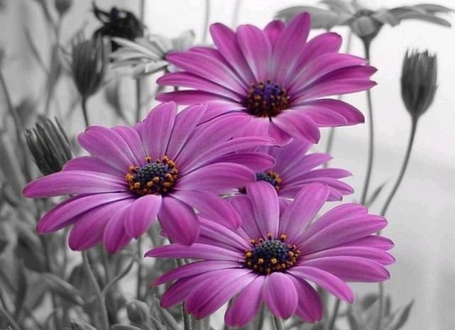 Цветы Фиолет - оригинал