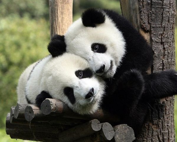 Панды - животные, панды - оригинал