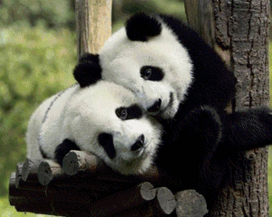 Панды - панды, животные - предпросмотр