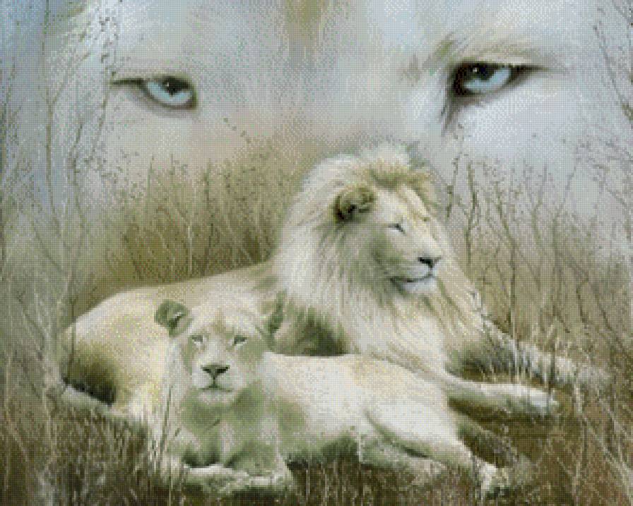 Белые львы - животные, львы, природа - предпросмотр
