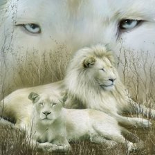Схема вышивки «Белые львы»