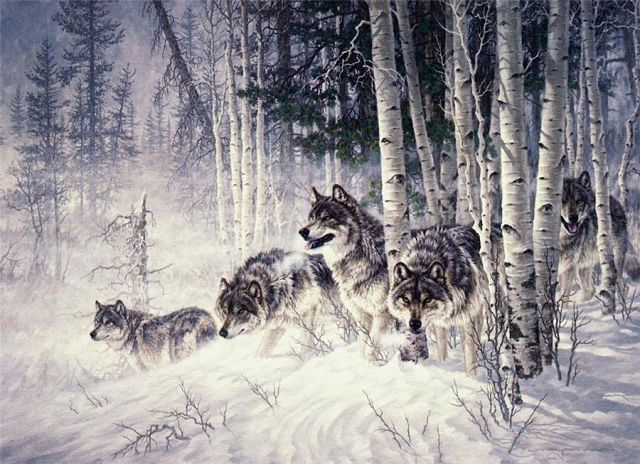 Волки - животные - оригинал