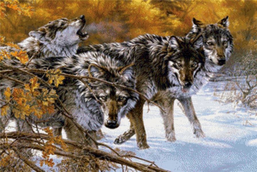 Волки - зима, волки, животные, лес - предпросмотр
