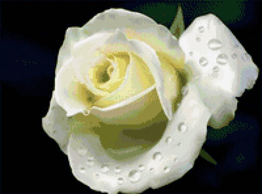 Белая роза - цветы, розы - предпросмотр
