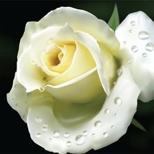 Оригинал схемы вышивки «Белая роза» (№745552)