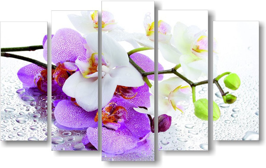 Триптих Орхидеи - цветы, орхидеи, триптих - оригинал