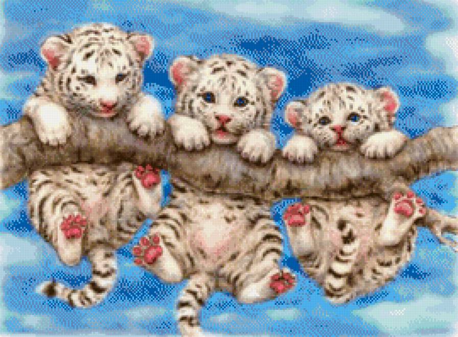 белые тигрята - тигр, кошки, хищники, тигренок, животные - предпросмотр
