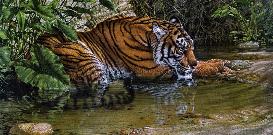 отдых - тигр, дикие животные - оригинал