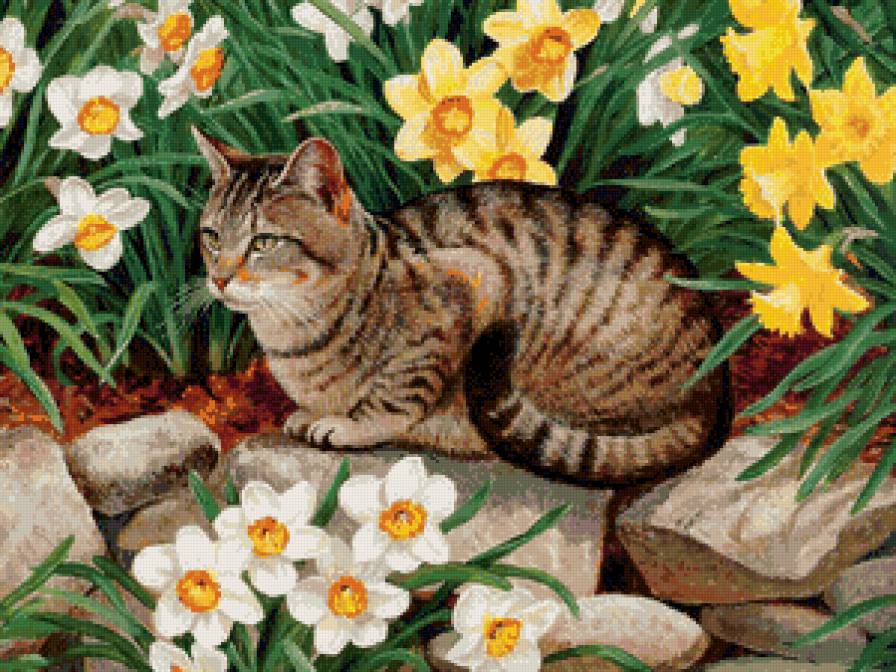 кот в цветах - цветы, кошка, животные, нарциссы, кот - предпросмотр