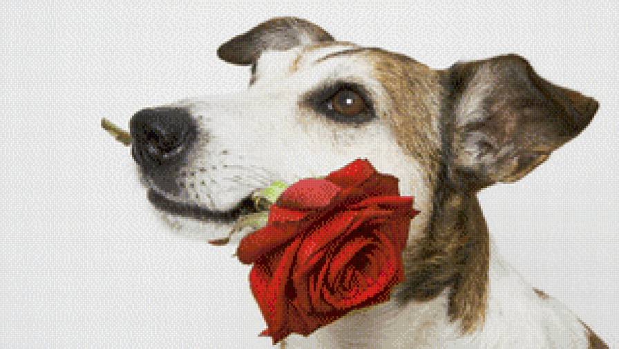 собака с цветком - роза, животные, цветок, собака - предпросмотр