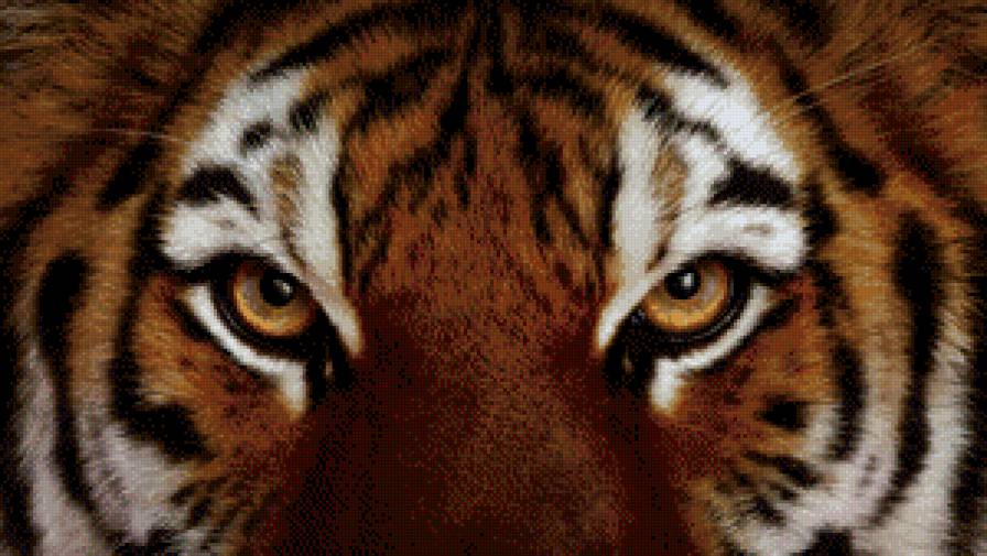 Тигр - тигр, хищник - предпросмотр