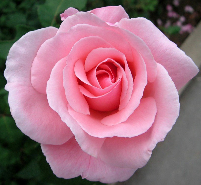 роза цветок любви - цветы, роза - оригинал