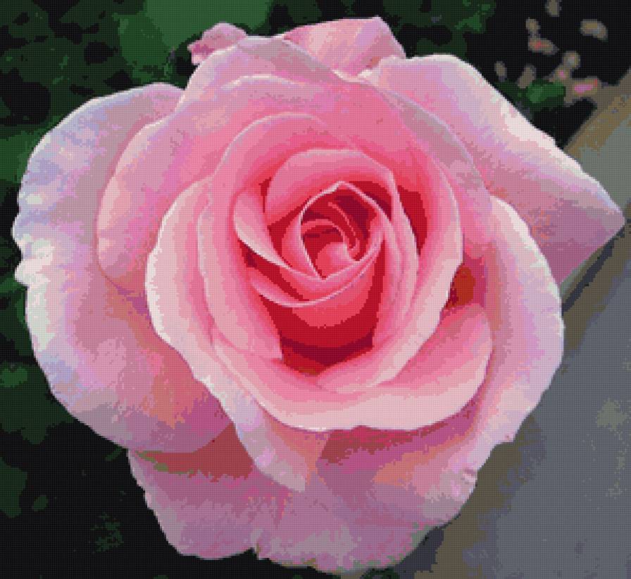 роза цветок любви - роза, цветы - предпросмотр