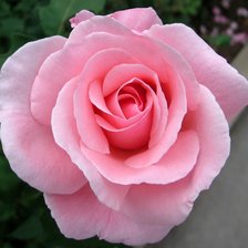 роза цветок любви
