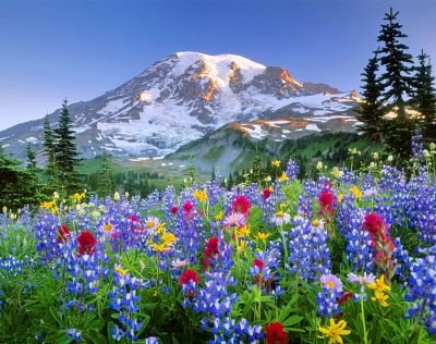 пейзаж - горы, цветы, природа, пейзаж, картина, полевые цветы, гора - оригинал