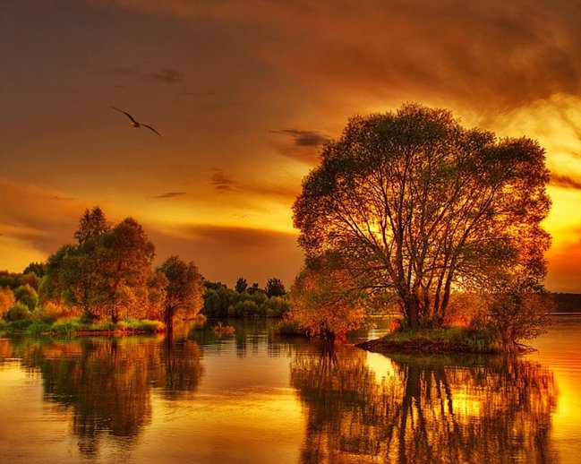 закат - солнце, птицы, природа, деревья, вода, пейзаж, закат - оригинал