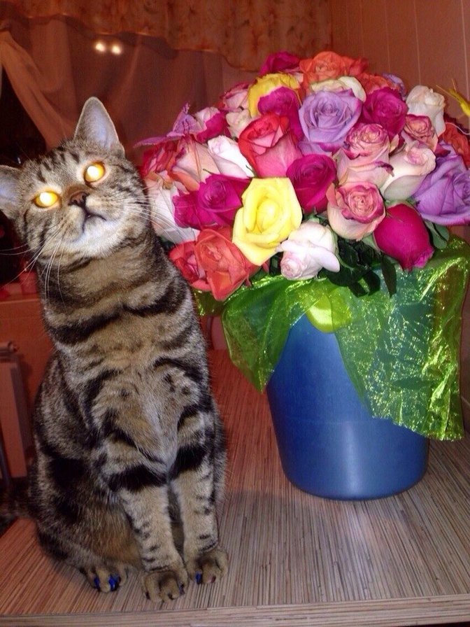 Мой котик - британец, розы, кот - оригинал