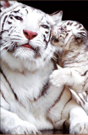 Белые тигры - животные, тигры - оригинал