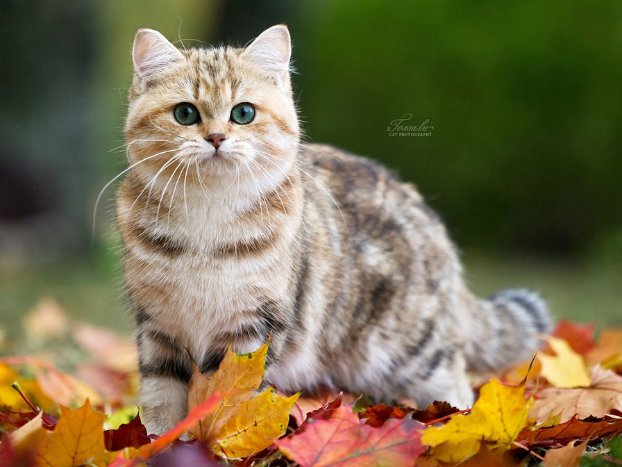 Осенний кот - листья, листва, кот, осень - оригинал