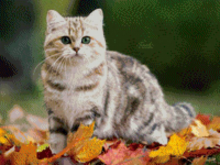 Осенний кот - листва, осень, кот, листья - предпросмотр