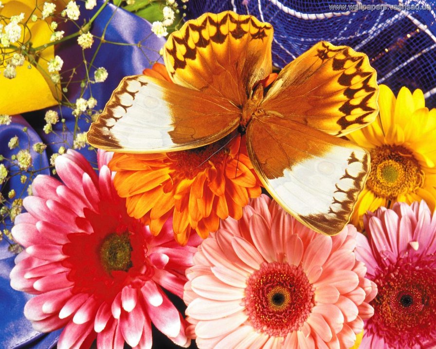 Бабочка в цветах - бабочка, цветы - оригинал