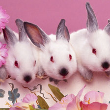 Оригинал схемы вышивки «Кролики» (№749830)