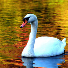 Лебедь на озере