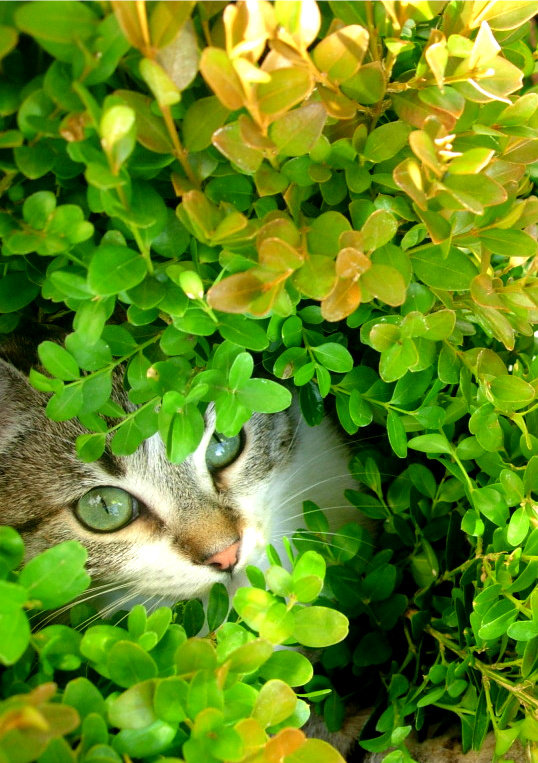 Кот в траве - кот, листва, зелень, трава - оригинал