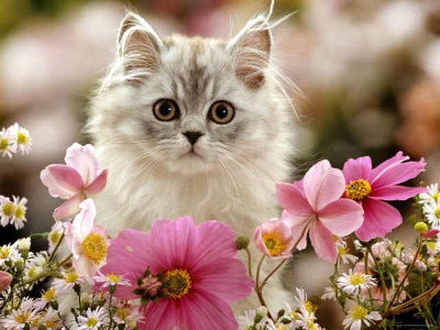 Милашка - цветы, котенок - оригинал