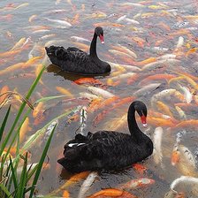 Два черных лебедя на пруду