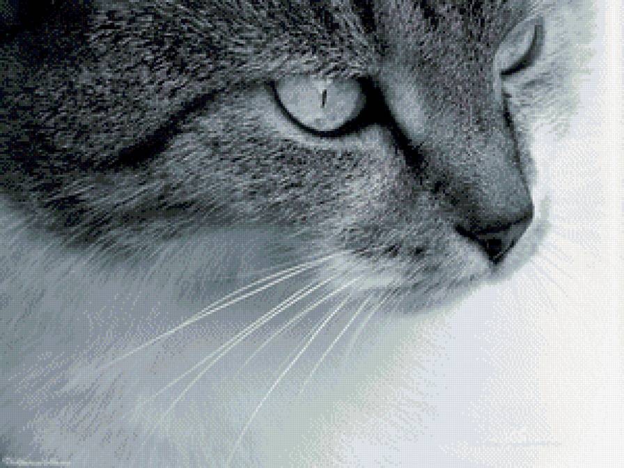 Черно-белый котик - взгляд, кот, глаза - предпросмотр
