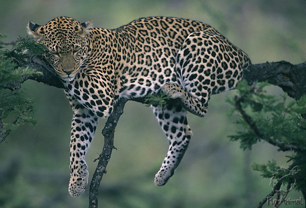 Леопард - леопард, пейзаж, кошки, животные - оригинал