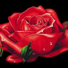 Оригинал схемы вышивки «розы роса» (№750726)