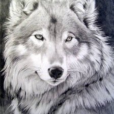 Оригинал схемы вышивки «волк» (№751038)