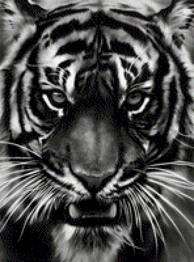 тигр1 - предпросмотр