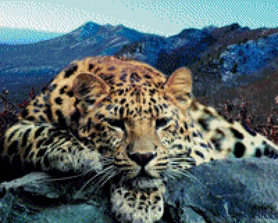 Леопард-шикарная киса - леопард, кошки, фото, "портрет", горы, природа - предпросмотр