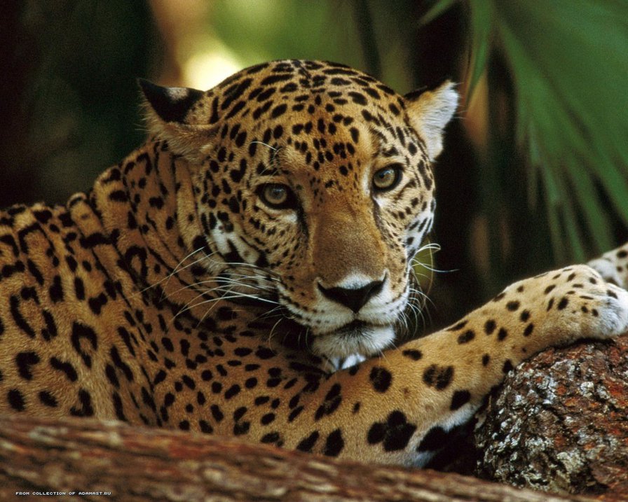 Леопард - природа, животные, леопард - оригинал