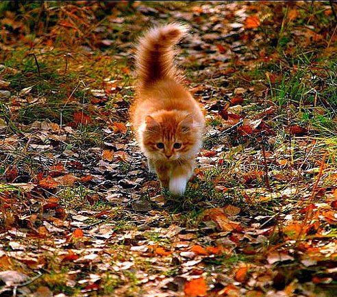 рыжий котик - котенок, осень - оригинал