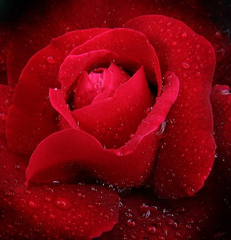 красная роза - цветы, панно, роза - оригинал