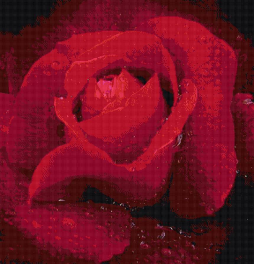 красная роза - роза, панно, цветы - предпросмотр