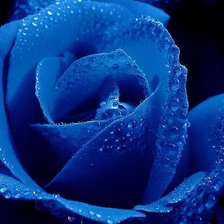 Оригинал схемы вышивки «синяя роза» (№753213)