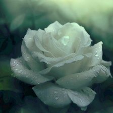 Оригинал схемы вышивки «белая роза» (№753220)
