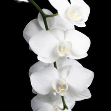 Оригинал схемы вышивки «орхидеи» (№753331)