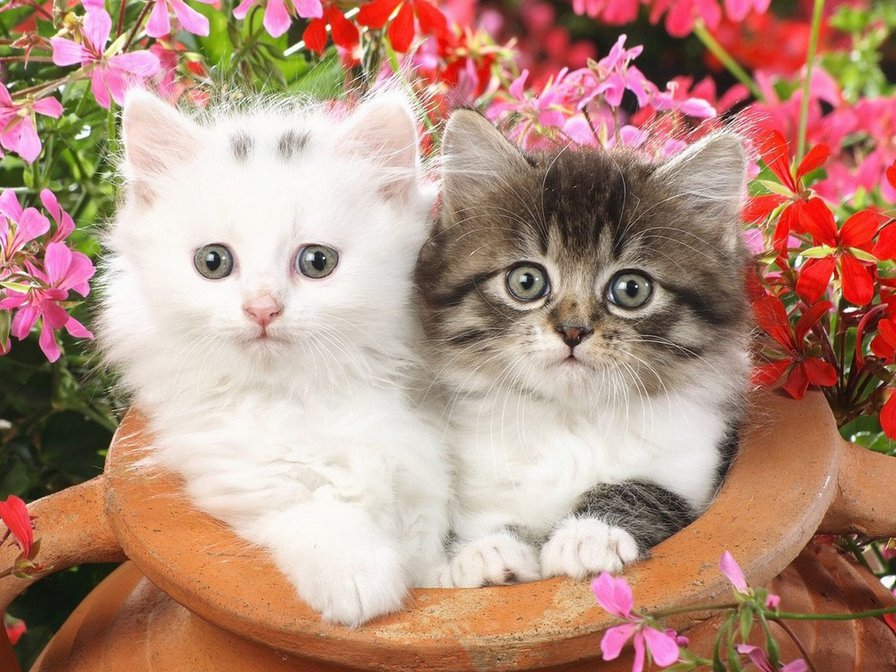котята - цветы, горшок, котенок - оригинал