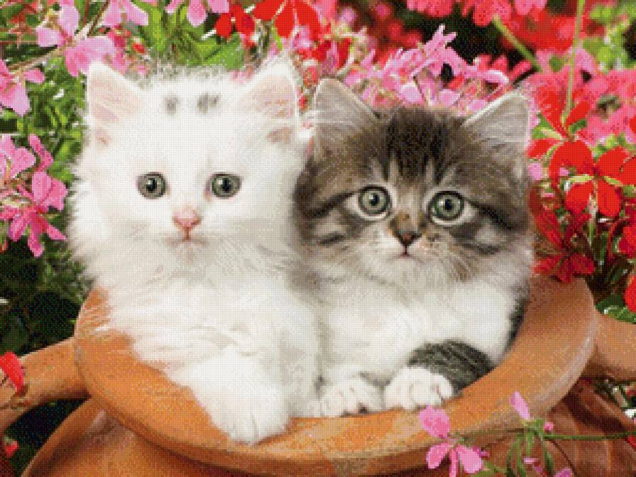 котята - котенок, горшок, цветы - предпросмотр