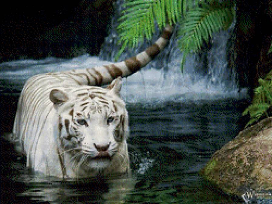 Тигр купается - животные, красота, природа, вода, тигр - предпросмотр