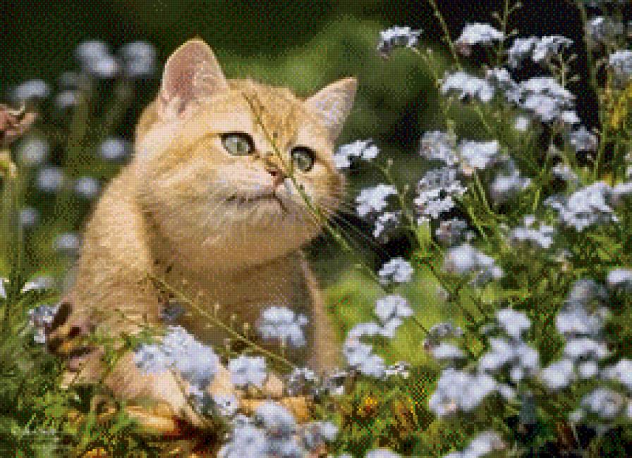 Рыжий котик в цветах - природа, кошка, цветы, животные - предпросмотр