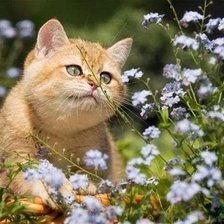 Рыжий котик в цветах